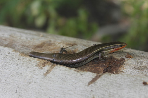 Four-lined Skink, Plestiodon tetragrammus