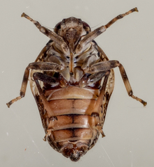 Issus coleoptratus