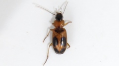 Badister neopulchellus