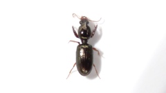 Dyschirius sphaericollis
