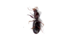 Dyschirius sphaericollis