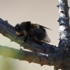 Cephenemyia auribarbis