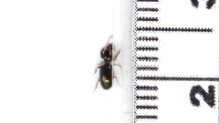 Dyschirius sphaericollis