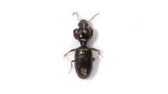 Dyschirius sphaericollis