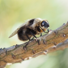 Cephenemyia auribarbis