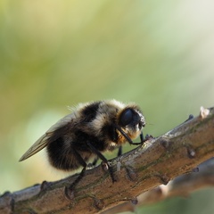 Cephenemyia auribarbis