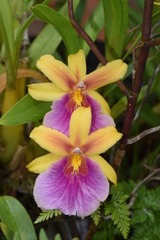 Miltonia