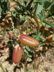 Astragalus praelongus