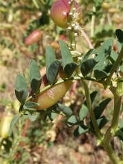 Astragalus praelongus
