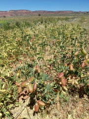 Astragalus praelongus