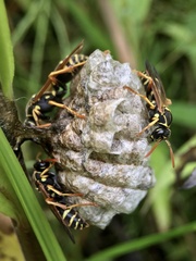 Polistes chinensis