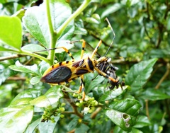 Zelus armillatus