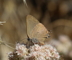 Satyrium auretorum