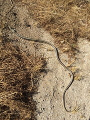 Salvadora hexalepis