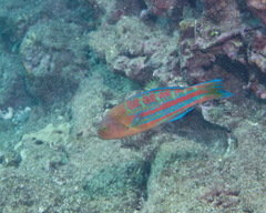 Thalassoma trilobatum