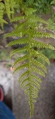 Athyrium filix-femina