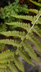 Athyrium filix-femina
