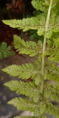Athyrium filix-femina