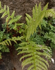 Athyrium filix-femina