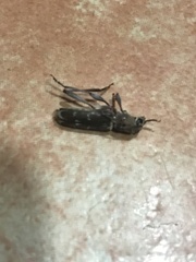 Xylotrechus smei