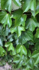 Parthenocissus tricuspidata