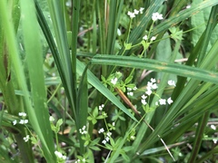 Galium obtusum