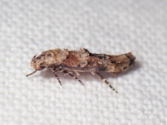 Mompha stellella