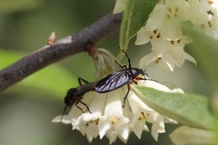 Bibio femoratus