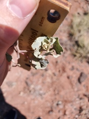 Atriplex saccaria