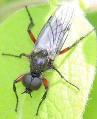 Bibio femoratus