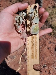 Atriplex saccaria