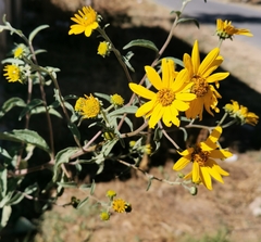 Aldama helianthoides