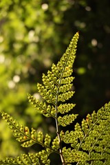 Rumohra adiantiformis