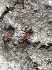 Formica polyctena × rufa