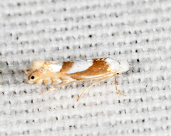 Phyllonorycter fitchella