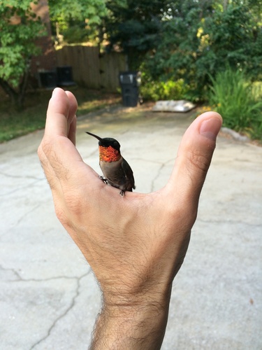 Ruby-throated Hummingbird photographed in Georgia