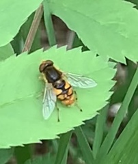 Parhelophilus obsoletus
