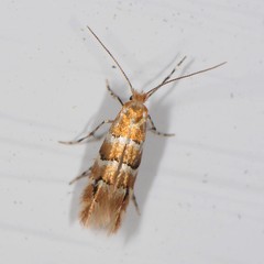 Phyllonorycter mariaeella