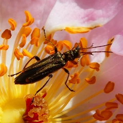 Oedemera barbara