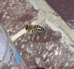 Apis mellifera