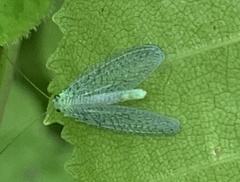 Chrysopa chi