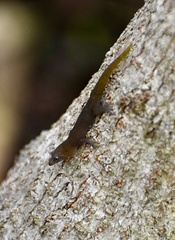 Sphaerodactylus