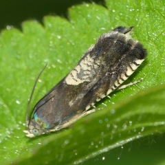 Grapholita tristrigana