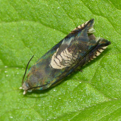 Grapholita tristrigana