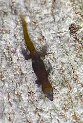Sphaerodactylus
