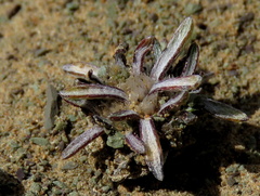 Ifloga glomerata