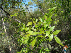 Fraxinus purpusii