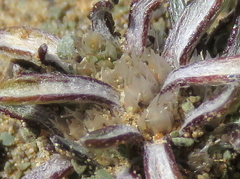 Ifloga glomerata