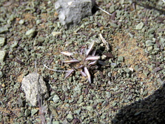 Ifloga glomerata