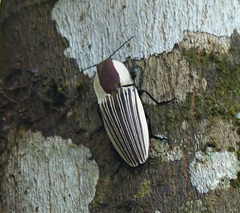 Chalcolepidius limbatus